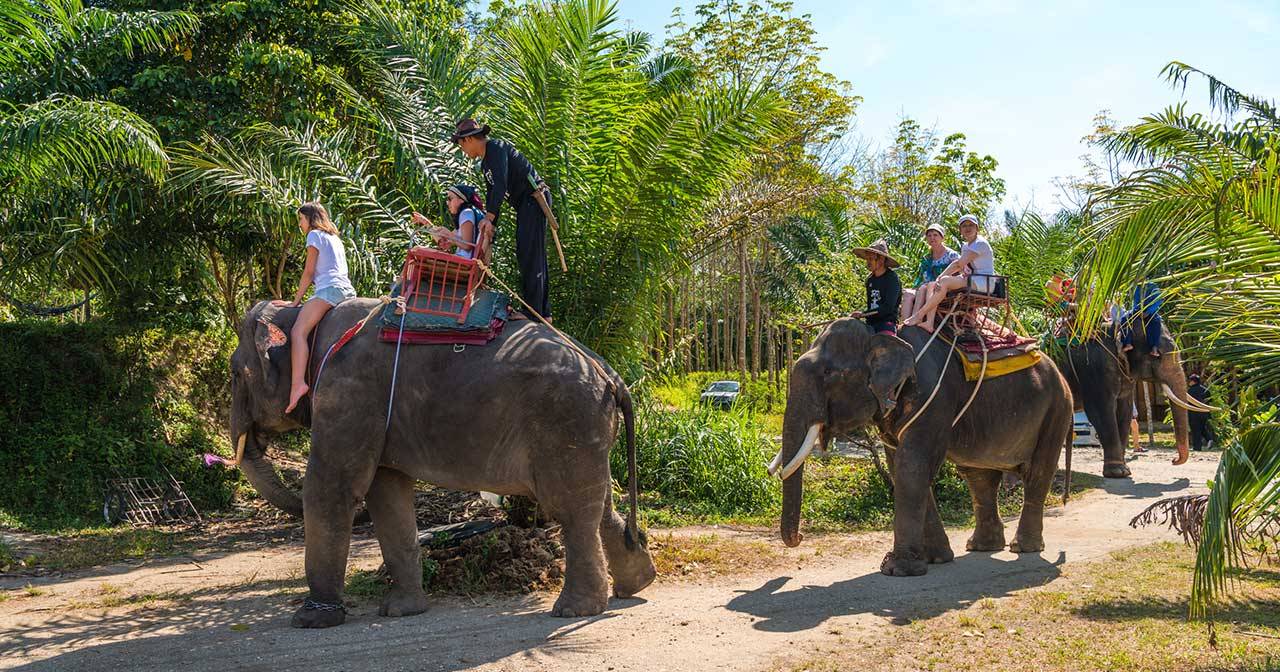 Катание на слонах в Као Лак