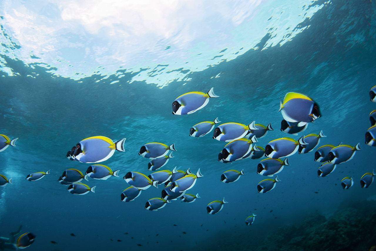 Подводный мир острова Тачай
