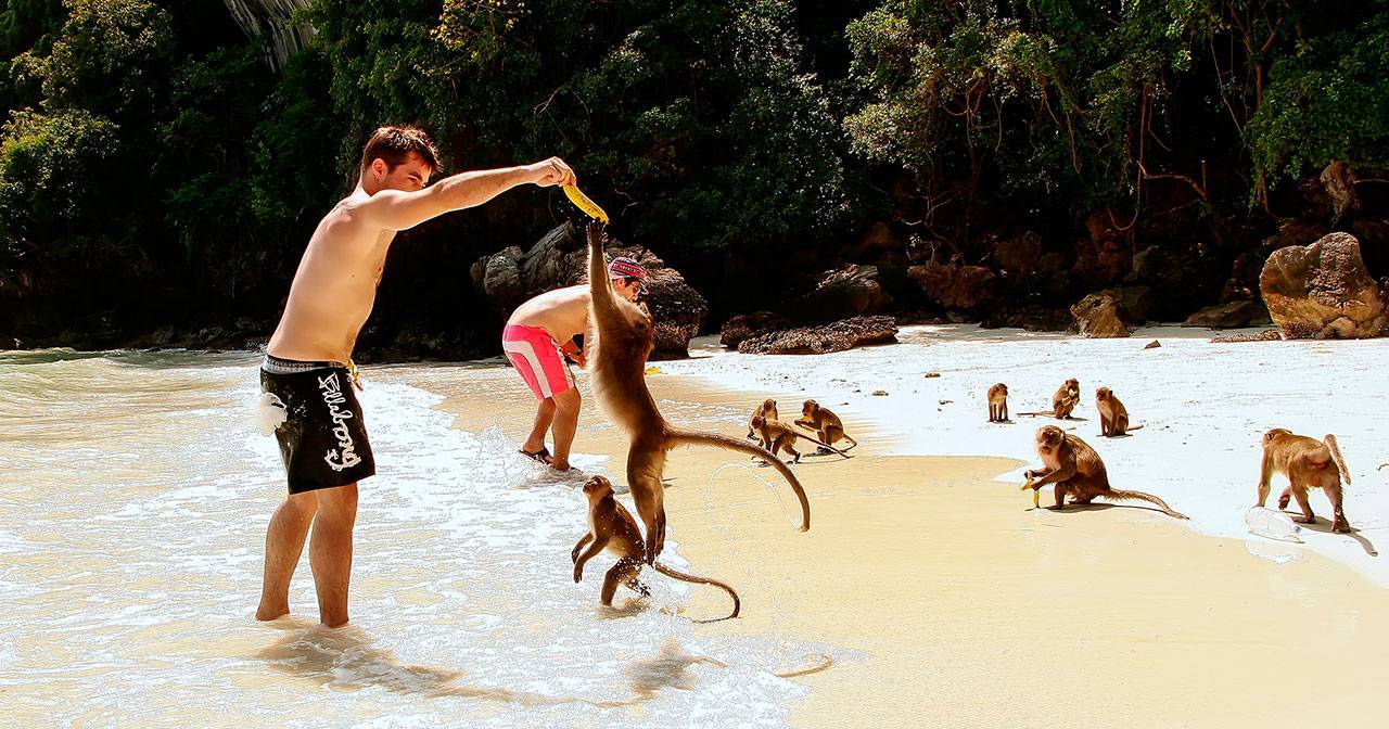 Молодой парень на пляже кормит бананом обезьяну 
