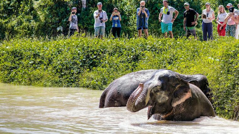Гости на берегу смотрят, как слон купается в пруду Phuket Elephant Sanctuary